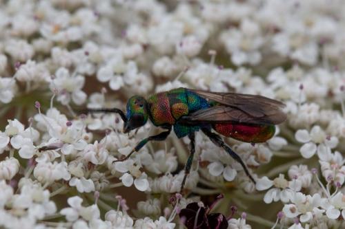 Réf. 246 523 : Hedychrum rutilans